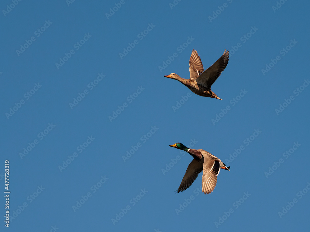 Obraz premium Two ducks. Birds in flight.