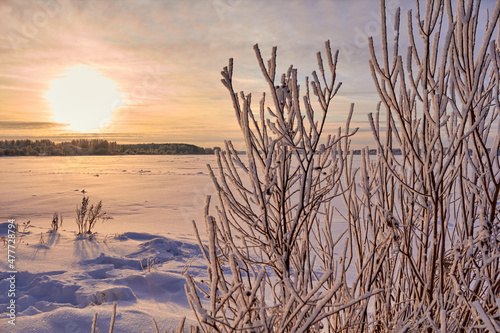 Winter frosty landscape. White branches on the background of the sunset.