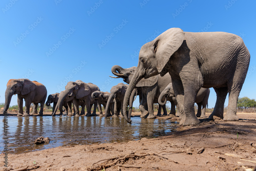 Obraz premium Elephants drinking seen from a low angle at a waterhole in Mashatu Game Reserve in the Tuli Block in Botswana 