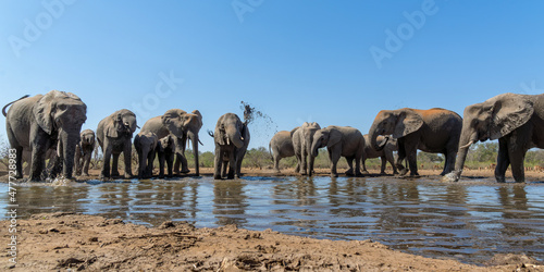 Elephants drinking seen from a low angle at a waterhole in Mashatu Game Reserve in the Tuli Block in Botswana 