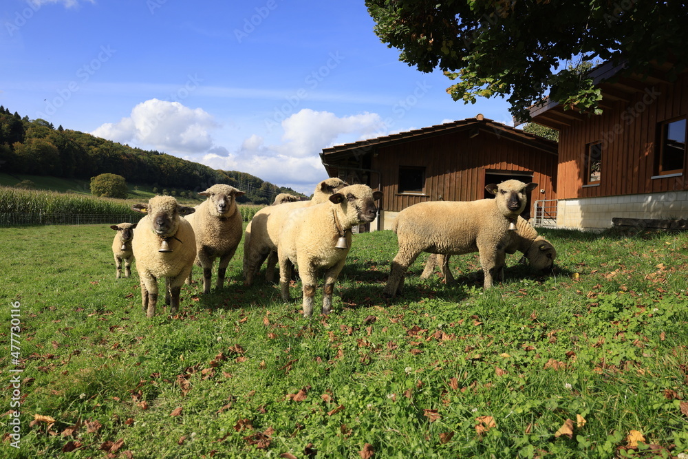 Fototapeta premium schafherde in kirchberg