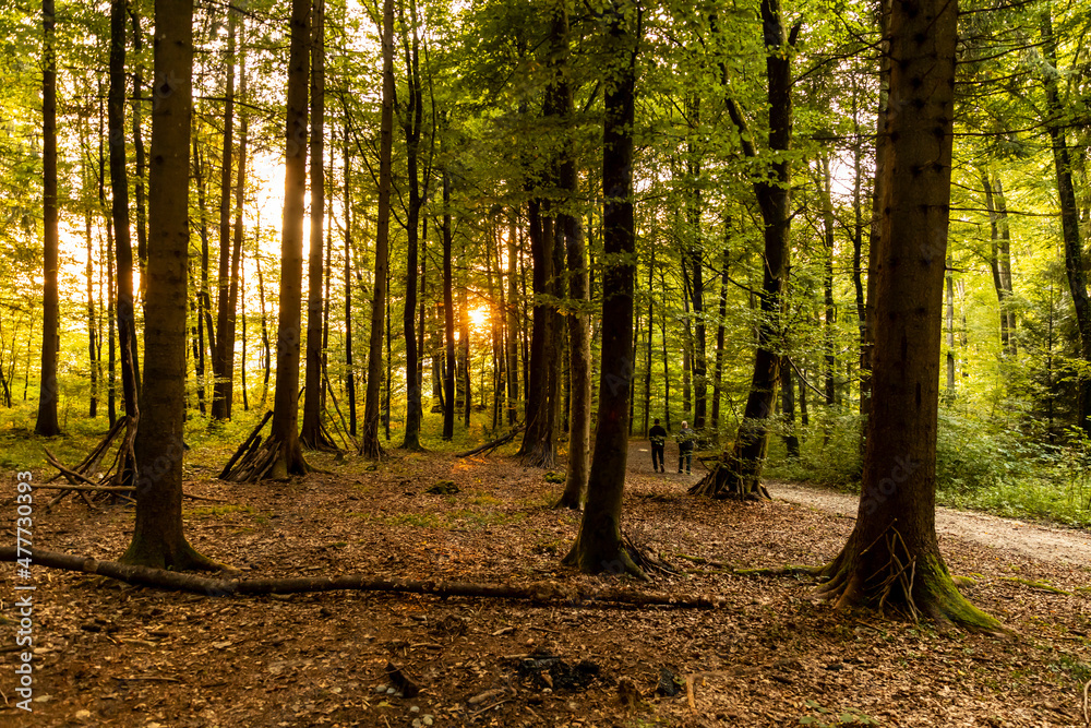 Fototapeta premium sonnenstrahlen im wald kirchberg