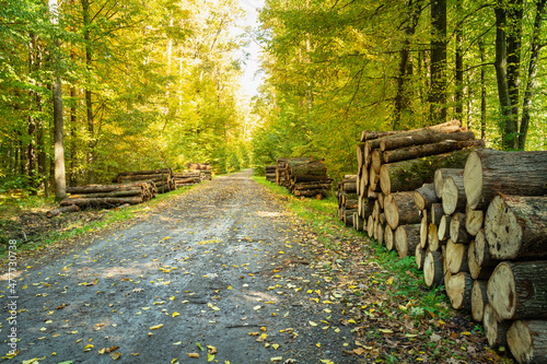Fototapeta Cut tree trunks by a road in an autumn forest