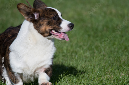 Cardigan Welsh Corgi with tongue hanging out