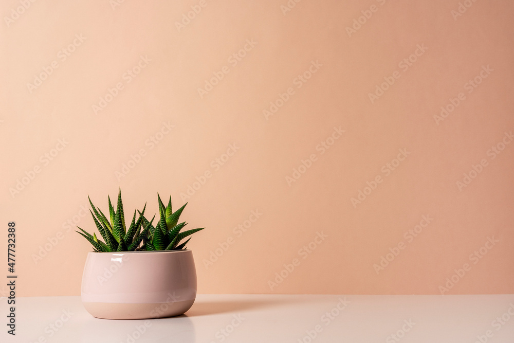 Pale pink ceramic pot with succulent plants of haworthia on the table