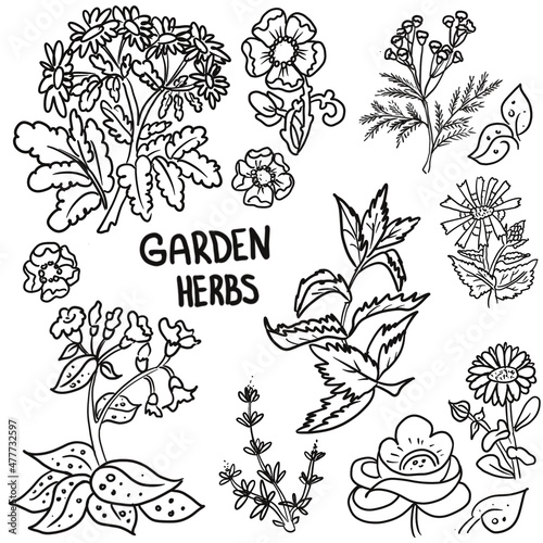 garden herbs (ID: 477732597)