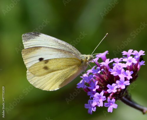 White butterfly