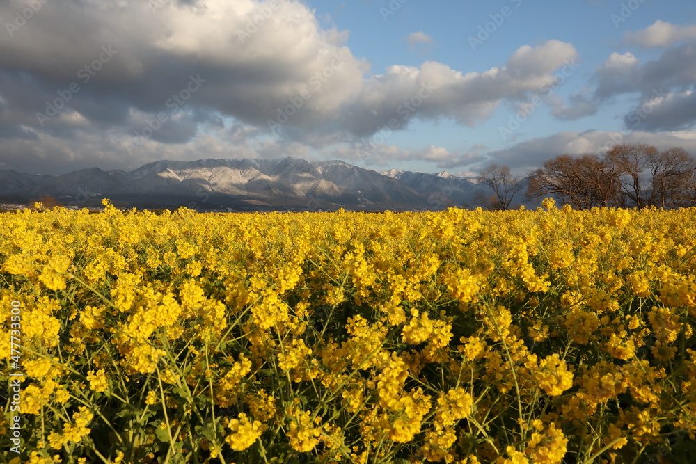Fototapeta premium 花