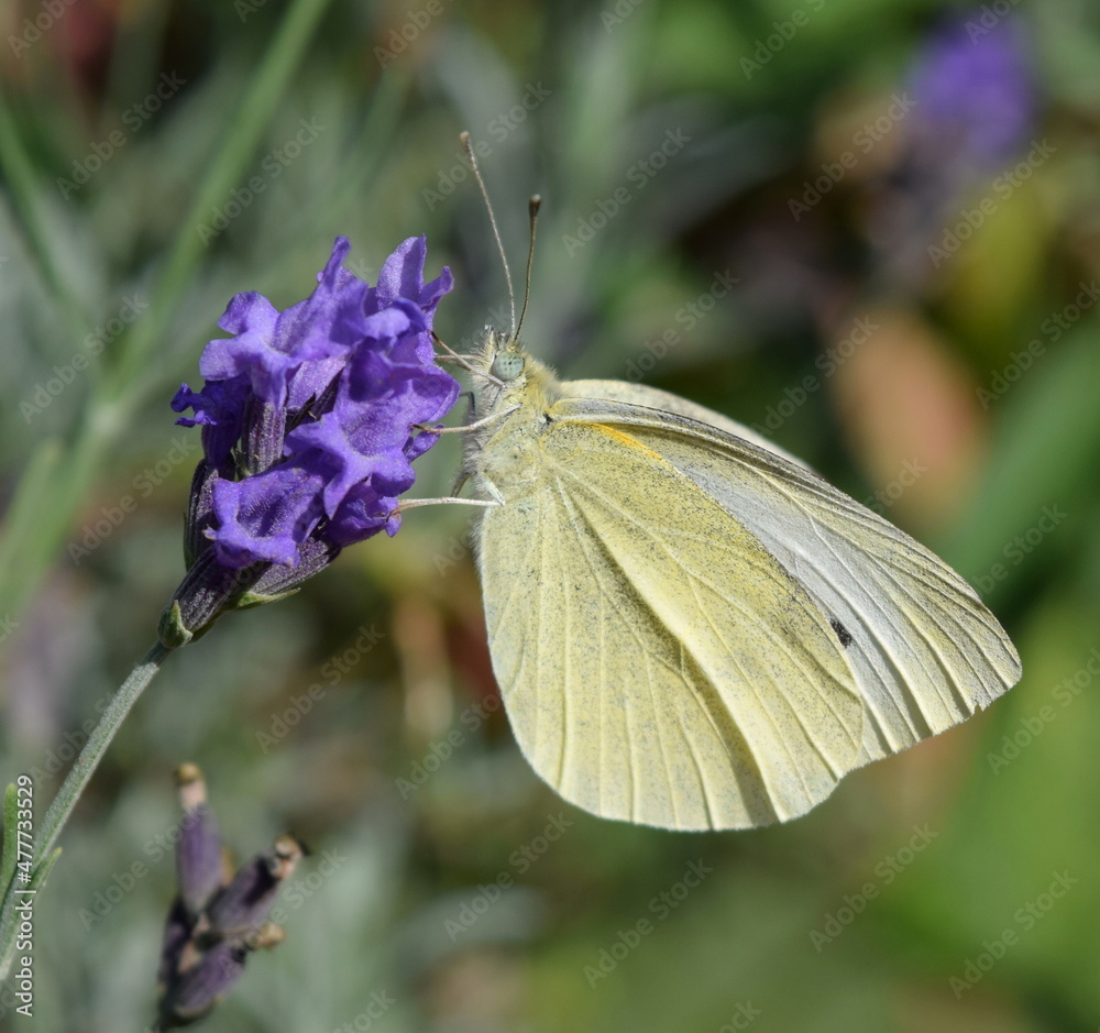 Cabbage white Cabbage white
