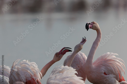 Foto Greater Flamingo Phoenicopterus roseus from Camargue, southern France