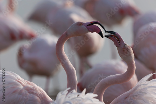 Greater Flamingo Phoenicopterus roseus from Camargue, southern France Fototapete