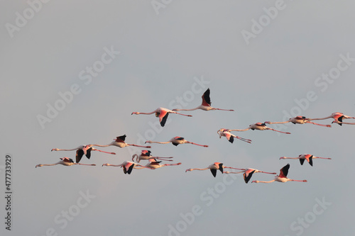 Greater Flamingo Phoenicopterus roseus from Camargue, southern France photo