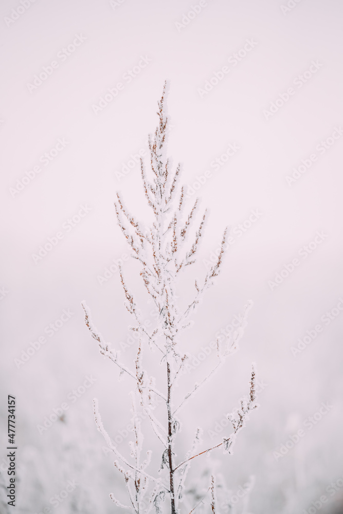 Beautiful Snowy White Grass In Winter Frosty Day Beautiful Snowy White Grass In Winter Frosty Day