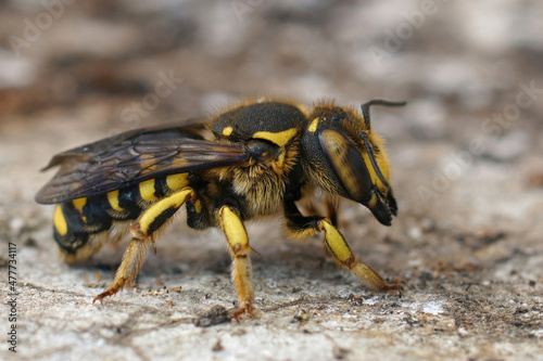 Obraz na plátně Closeup on an adult female Florentine Woolcarder Bee, Anthidium florentinum , po