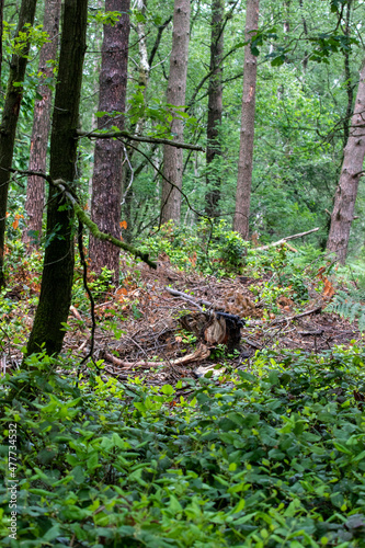 footpath in the woods