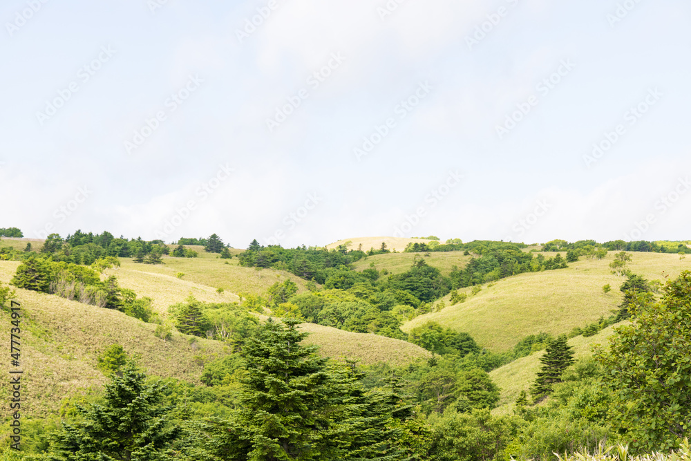 夏の礼文島風景