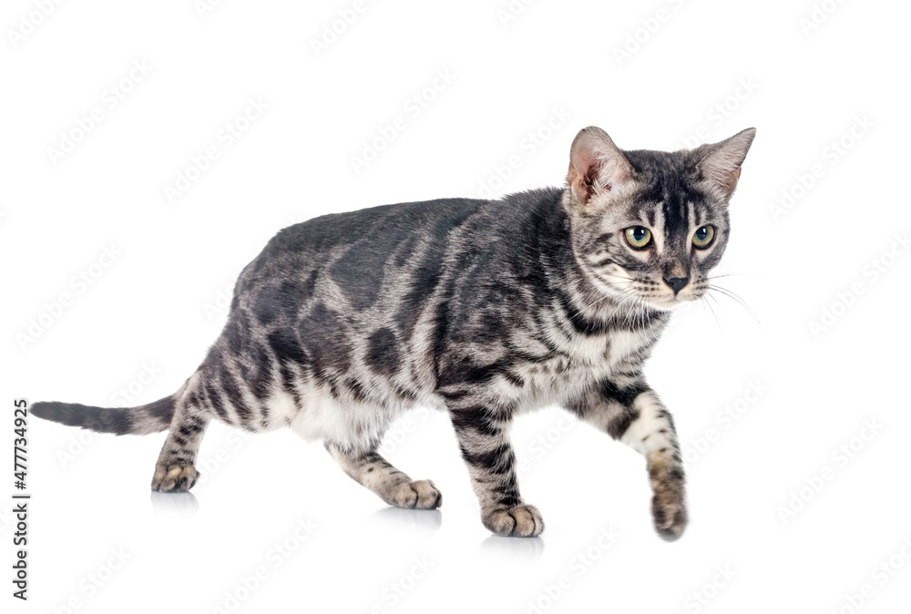 bengal kitten in studio bengal kitten in studio