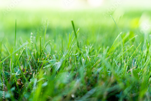 Green Grass Close-up Background