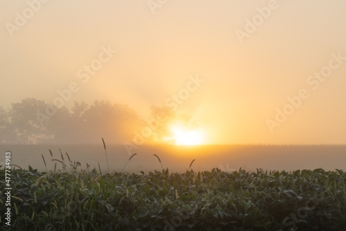 Sunrise over Foggy Meadow