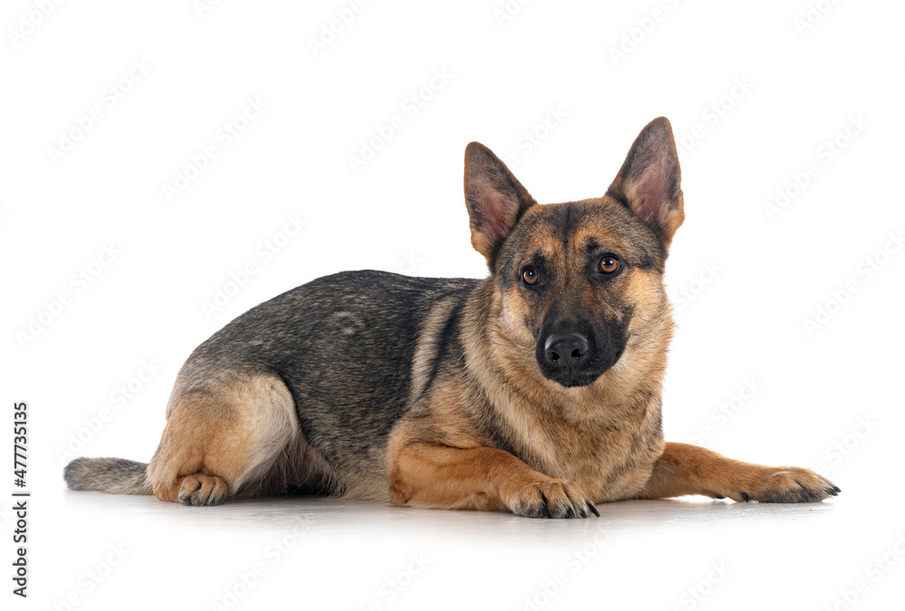 gray german shepherd gray german shepherd