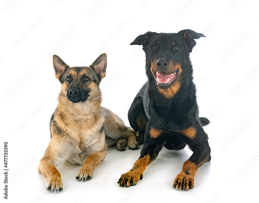 gray german shepherd and beauceron gray german shepherd and beauceron