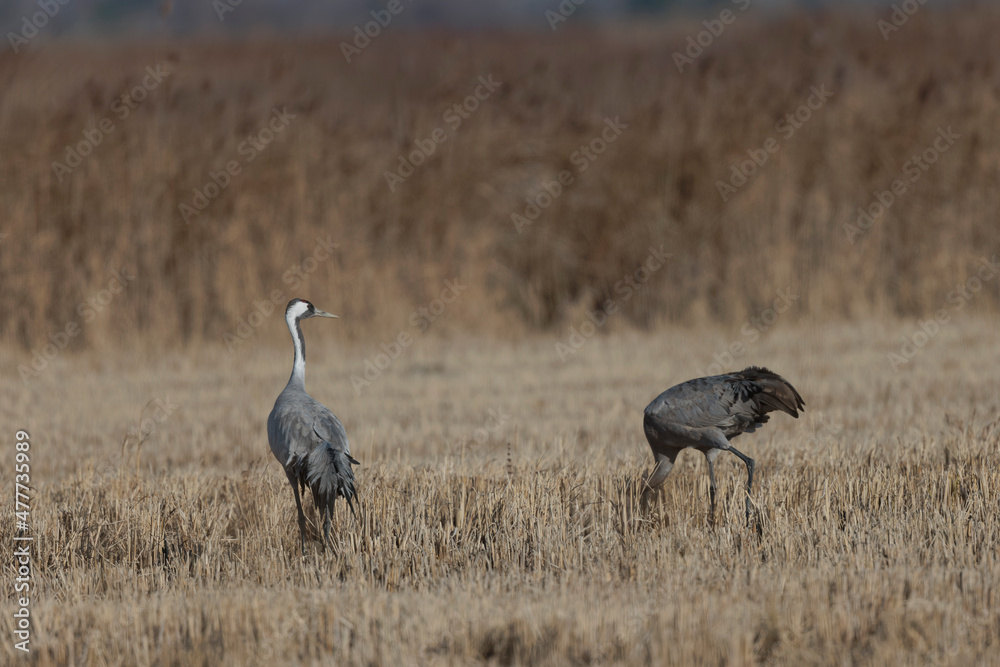 Grus grus Common eurpean crane feeding in rice fields in Southern France Grus grus Common eurpean crane feeding in rice fields in Southern France