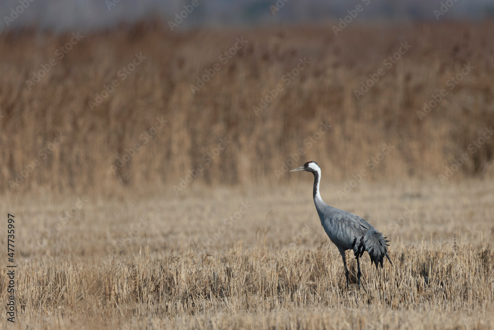 Grus grus Common eurpean crane feeding in rice fields in Southern France