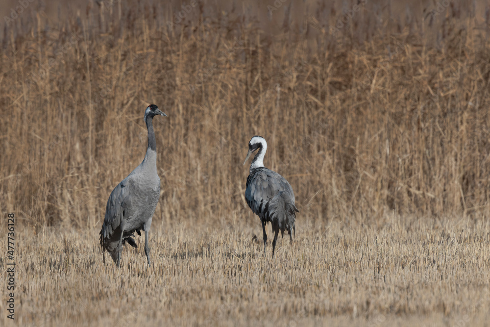 Fototapeta premium Grus grus Common eurpean crane feeding in rice fields in Southern France