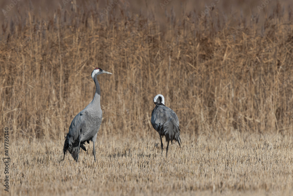 Grus grus Common eurpean crane feeding in rice fields in Southern France Grus grus Common eurpean crane feeding in rice fields in Southern France