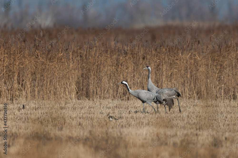 Grus grus Common eurpean crane feeding in rice fields in Southern France Grus grus Common eurpean crane feeding in rice fields in Southern France