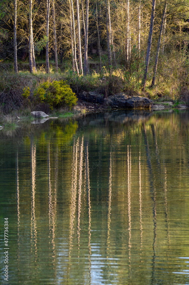Bellos reflejos de arboles en la orilla de un río Bellos reflejos de arboles en la orilla de un río