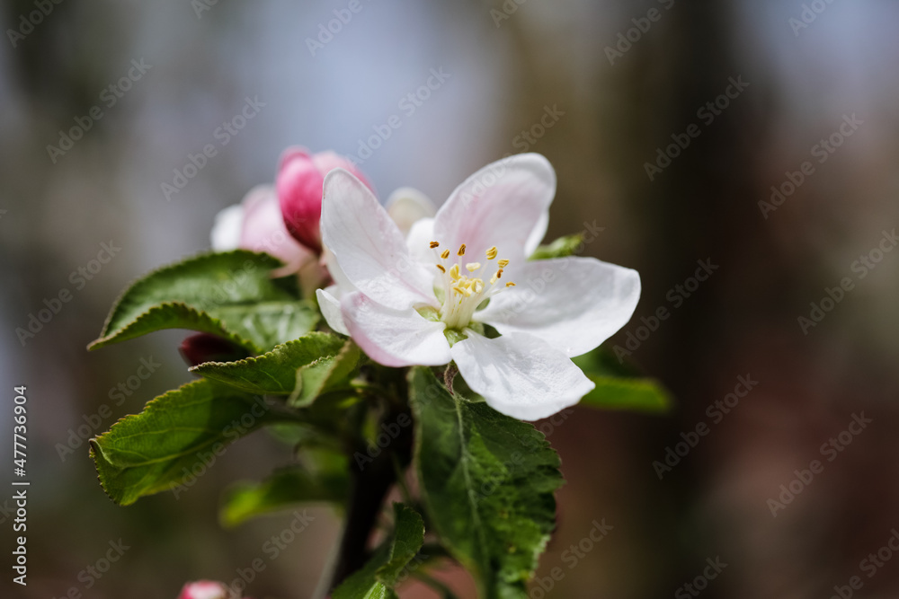 Shallow depth of field (selective focus) details with apple tree flowers during a sunny spring day.