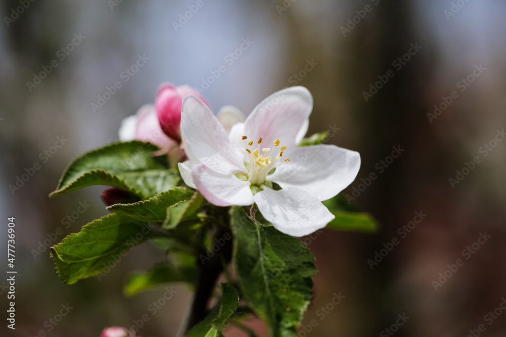 Shallow depth of field (selective focus) details with apple tree flowers during a sunny spring day. Shallow depth of field (selective focus) details with apple tree flowers during a sunny spring day.