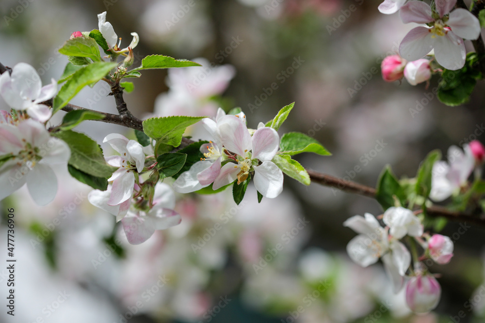 Shallow depth of field (selective focus) details with apple tree flowers during a sunny spring day. Shallow depth of field (selective focus) details with apple tree flowers during a sunny spring day.