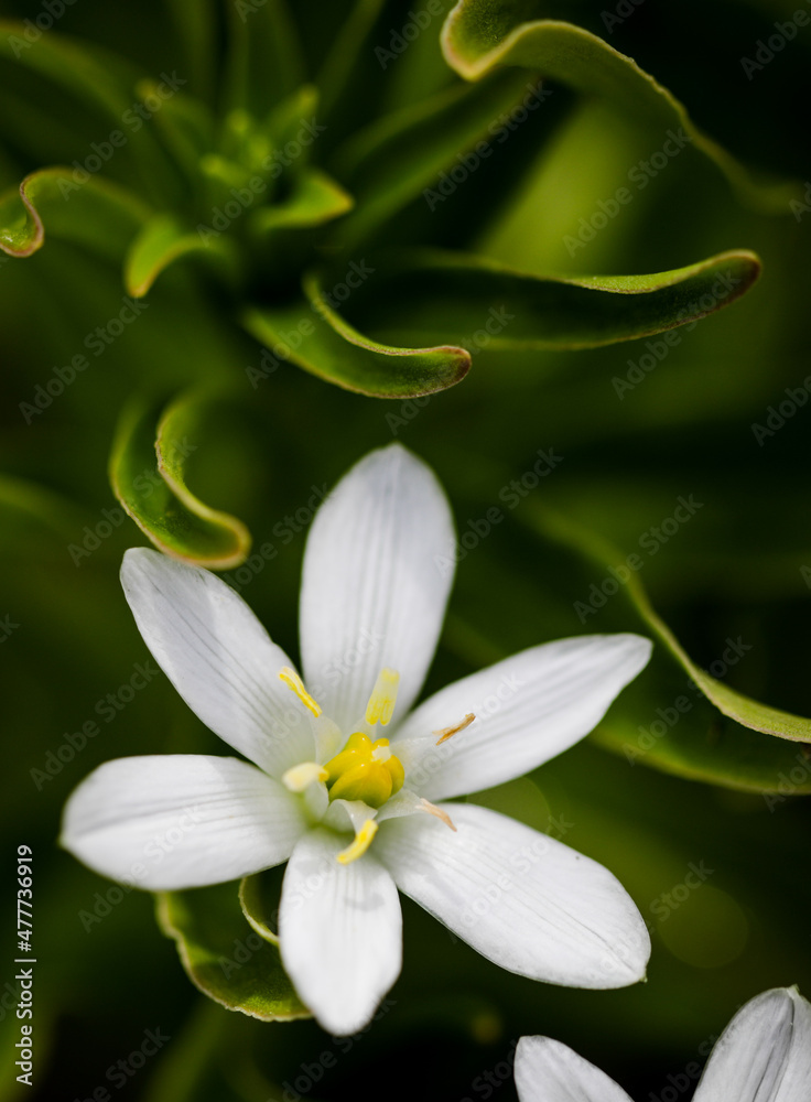 Shallow depth of field (selective focus) details white rain lily flowers (Zephyranthes candida, autumn zephyr lily, white windflower). Shallow depth of field (selective focus) details white rain lily flowers (Zephyranthes candida, autumn zephyr lily, white windflower).