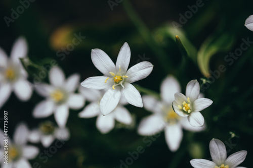 Shallow depth of field (selective focus) details white rain lily flowers (Zephyranthes candida, autumn zephyr lily, white windflower).