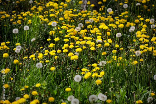 Shallow depth of field (selective focus) details with seeding and flowering dandelion flowers (Taraxacum) during a sunny spring day.