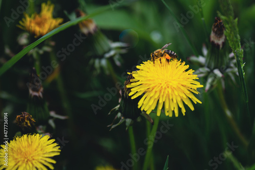 Shallow depth of field (selective focus) details with a bee on a dandelion flower (Taraxacum) during a sunny spring day.