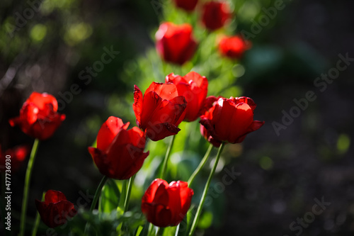 Shallow depth of field (selective focus) details with red tulips on a sunny spring day.