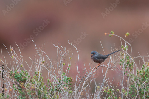 Dartford warbler curruca undata perching in the sansouire in Camargue, Southern France photo