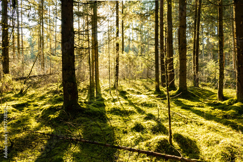 Fototapeta Naklejka Na Ścianę i Meble -  Kefer Wald Bayern Moos Sonnenstrahlen 