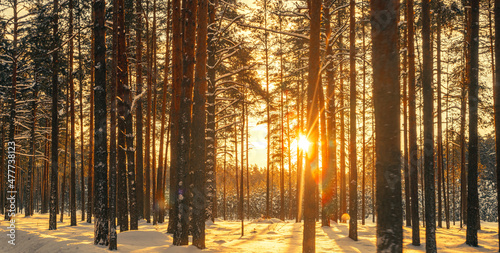 Winter landscape with snow-covered forest at sunset