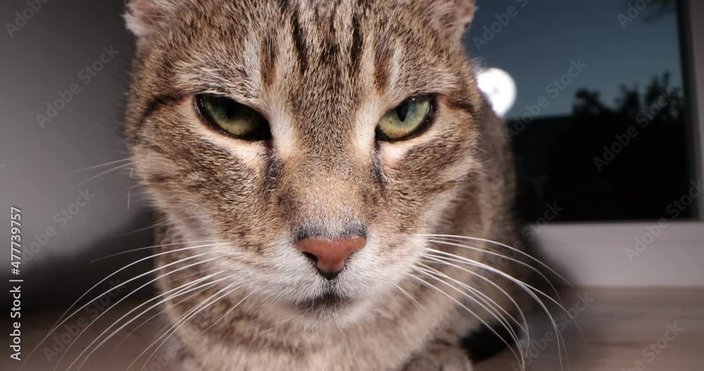 Lazy tabby cat lying on the windowsill and looking at the camera. Sleeping cat muzzle, close-up. Lazy tabby cat lying on the windowsill and looking at the camera. Sleeping cat muzzle, close-up.