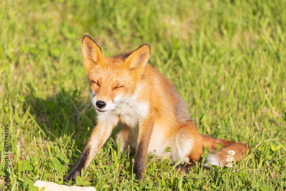 Obraz premium 北海道のキタキツネ