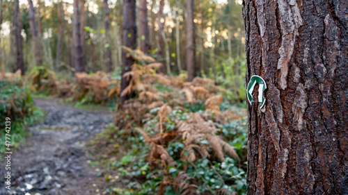 Green hiking trail marker on a tree pointing the direction in the woods 