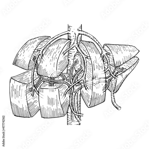 Liver anatomy: Couinaud hepatic segmentation. Outline photo