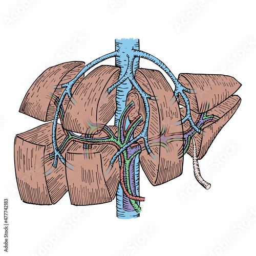 Liver anatomy: Couinaud hepatic segmentation. Colorfull photo