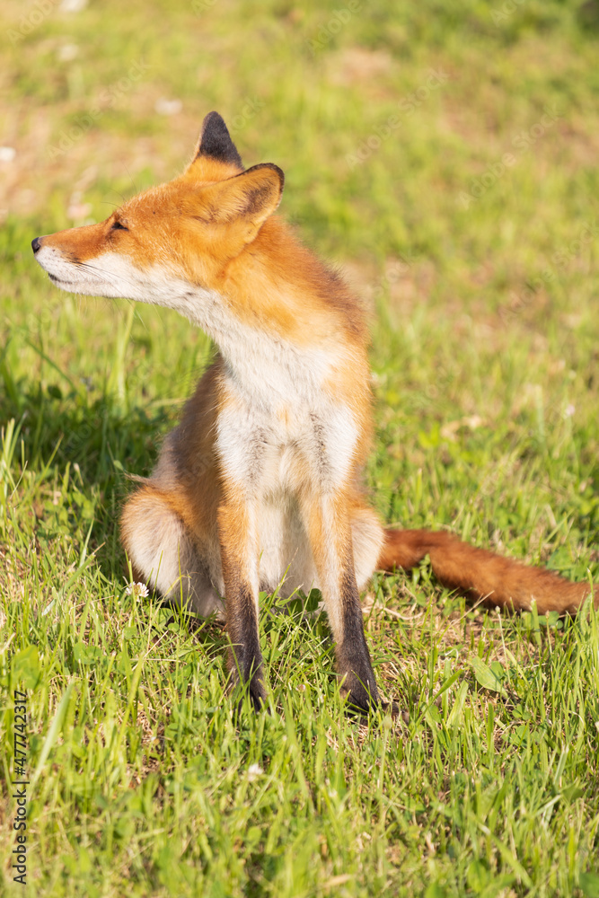 Fototapeta premium 北海道のキタキツネ