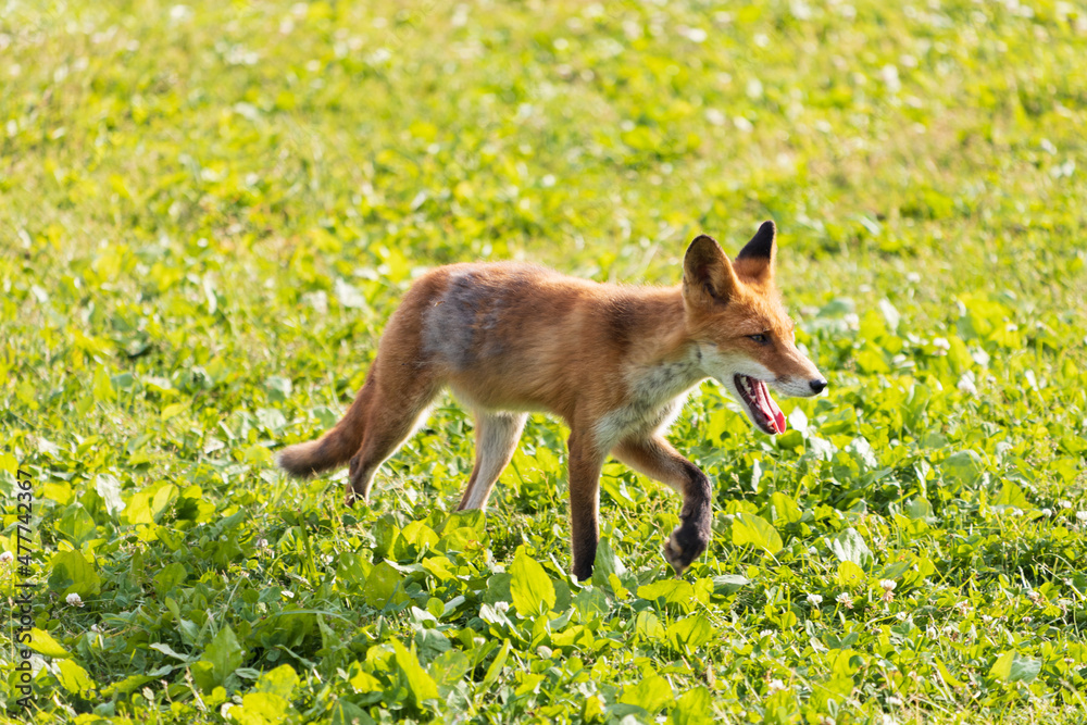 Fototapeta premium 北海道のキタキツネ