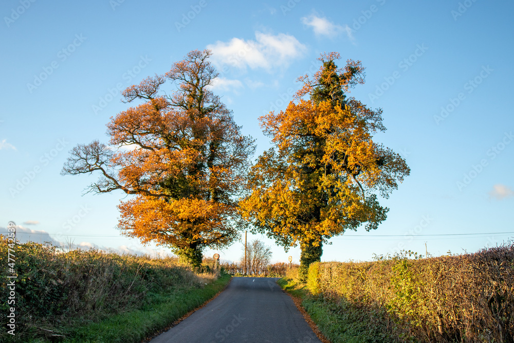 Old oak trees down the country lane.